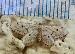 Idaea bonifata