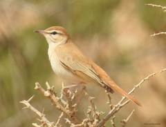 Cercotrichas galactotes