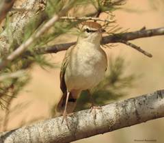 Cercotrichas galactotes