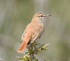 Cercotrichas galactotes