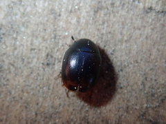 Sphaeridium bipustulatum