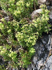 Galium tarokoense