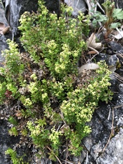 Galium tarokoense