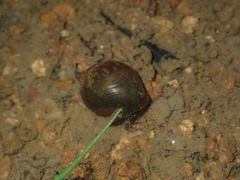Bullastra lessoni