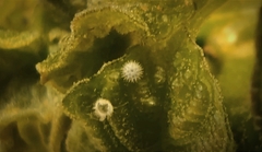 Thaduka multicaudata