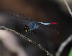 Notolibellula bicolor