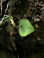 Oberonioides pusillus