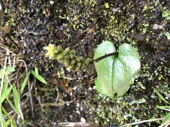 Oberonioides pusillus