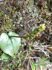 Oberonioides pusillus