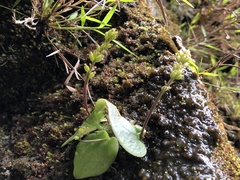 Oberonioides pusillus