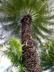 Cycas circinalis