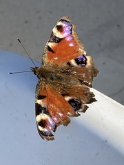 Aglais io