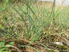 Corynephorus canescens