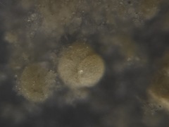 Trochamminidae