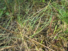 Corynephorus canescens