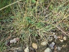 Corynephorus canescens