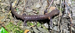 Hynobius arisanensis