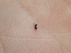 Forcipomyia taiwana