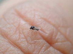Forcipomyia taiwana