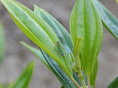 Versigonalia vermiculata