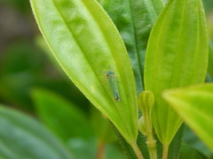 Versigonalia vermiculata