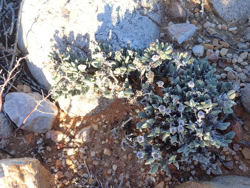 Antimima piscodora
