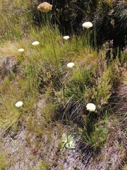 Hermas ciliata