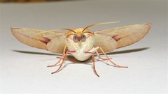 Oenochroma orthodesma