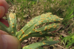 Puccinia magnusiana
