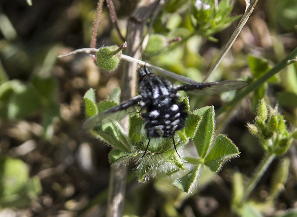 Bombylella atra