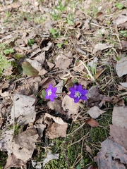 Hepatica nobilis