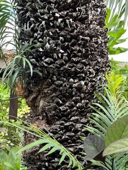 Cycas circinalis