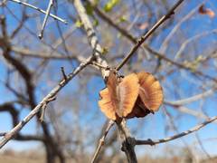 Combretum hereroense
