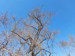 Combretum hereroense