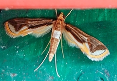 Strepsinoma