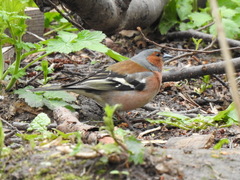 Fringilla coelebs
