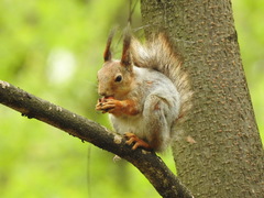 Sciurus vulgaris