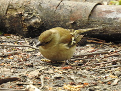 Fringilla coelebs