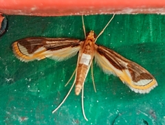 Strepsinoma