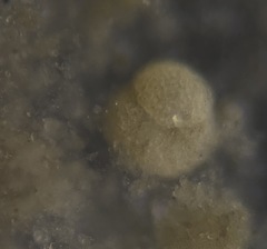 Trochamminidae
