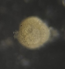Trochamminidae