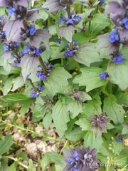 Ajuga genevensis