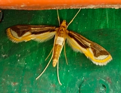 Strepsinoma