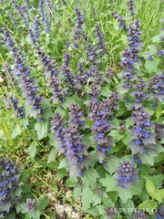 Ajuga genevensis
