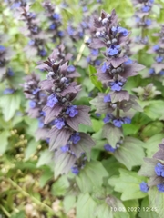 Ajuga genevensis