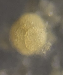 Trochamminidae