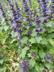 Ajuga genevensis