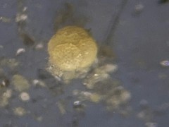 Trochamminidae
