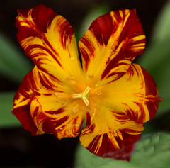 Alstroemeria aurea