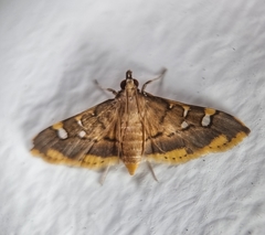 Prophantis